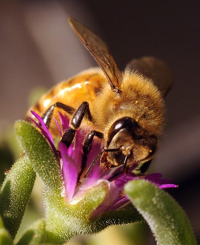 Puntura insetti, arriva terapia salvavita