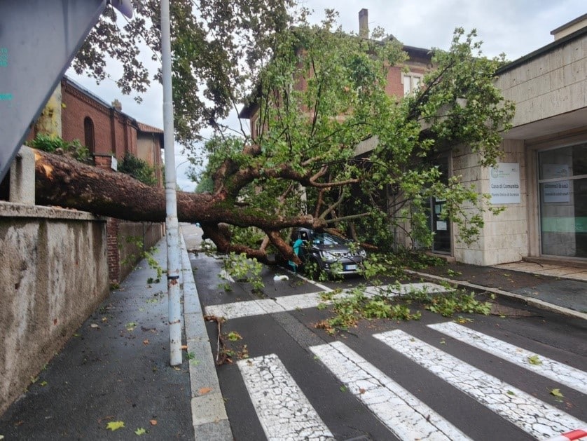 A Legnano, con Amga, gli alberi abbattuti diventeranno risorsa