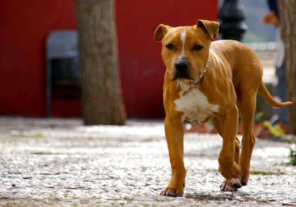 Anziana uccisa da Pitbull nel Pavese: indagine per omicidio colposo