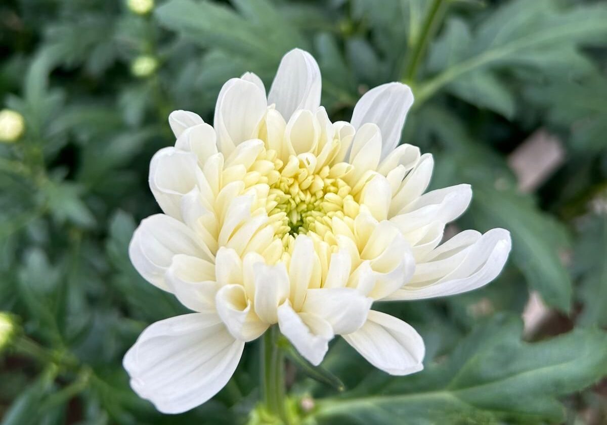 Dall’Ortofloricoltura Zanzottera arriva la stagione dei crisantemi: vai a sceglierli direttamente tu!
