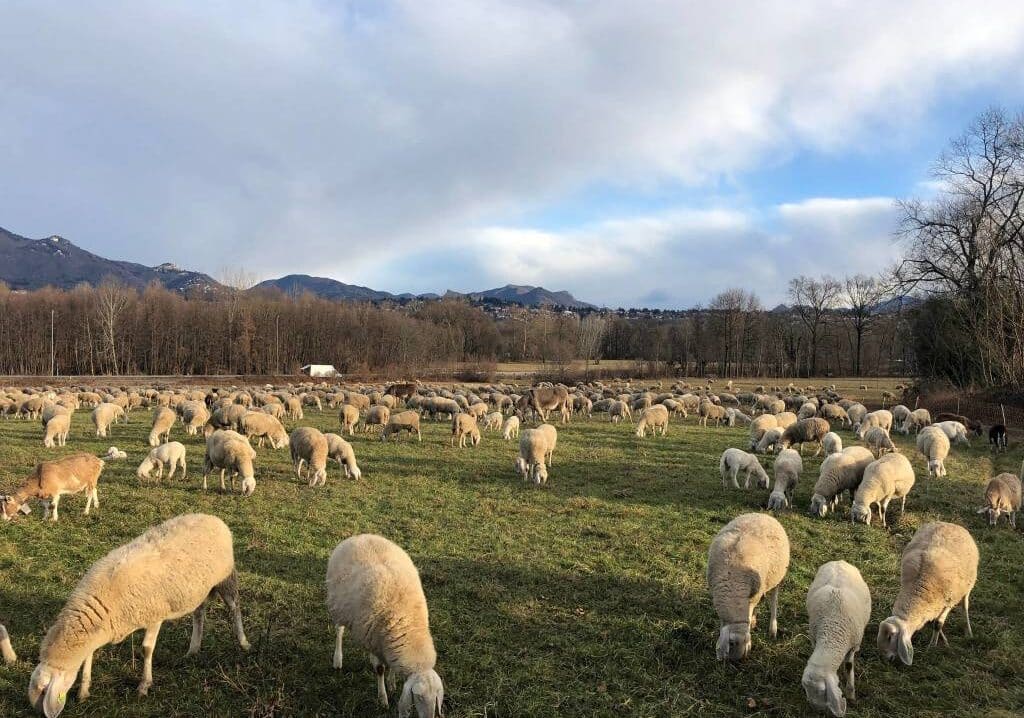 Cinquanta pecore bloccate su sperone roccioso in Val Masino