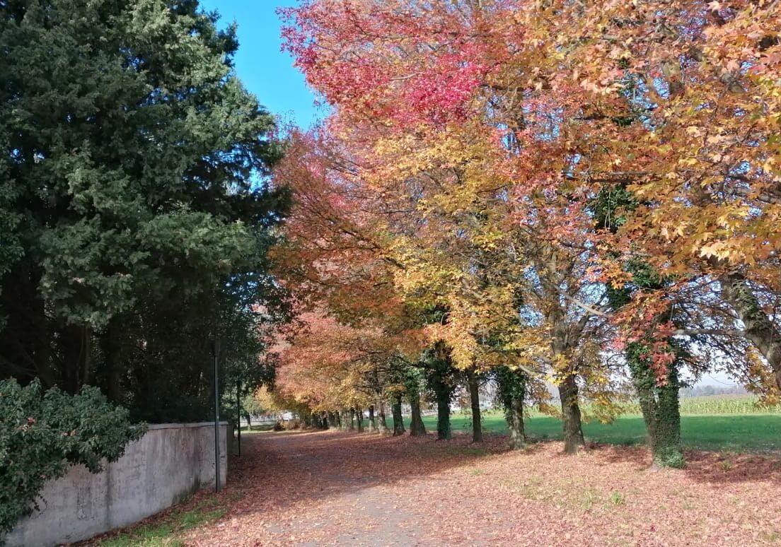 Robecco Futura: “Martedì 21 Novembre la Giornata Mondiale degli Alberi, la Giunta batta un colpo…”