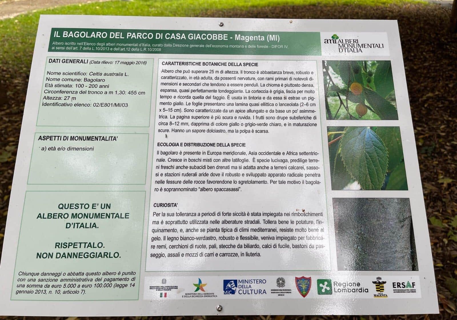 Magenta e la valorizzazione del patrimonio arboreo cittadino