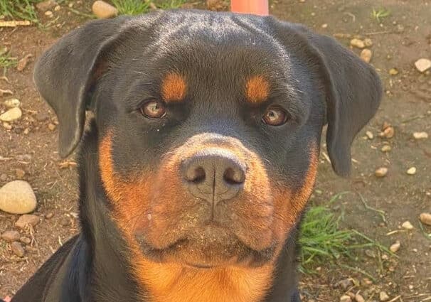 A Parabiago cacciatore nei guai: uccide un cucciolone di Rottweiler davanti agli occhi della sua famiglia. Dinamica da decifrare.