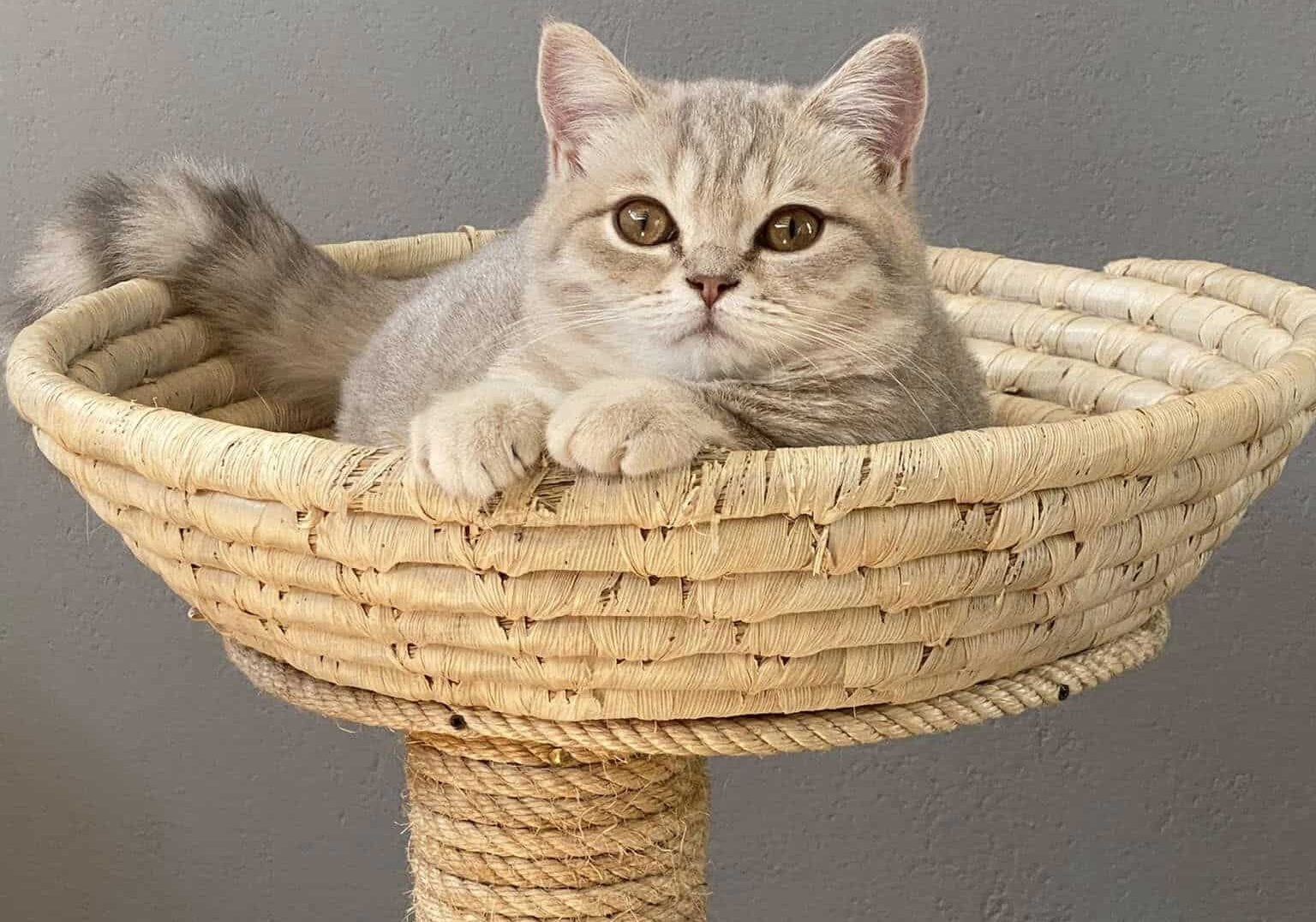 A Ozzero, dal 3 dicembre, il primo ‘relais per gatti’: nasce Casa Dolce Cosi