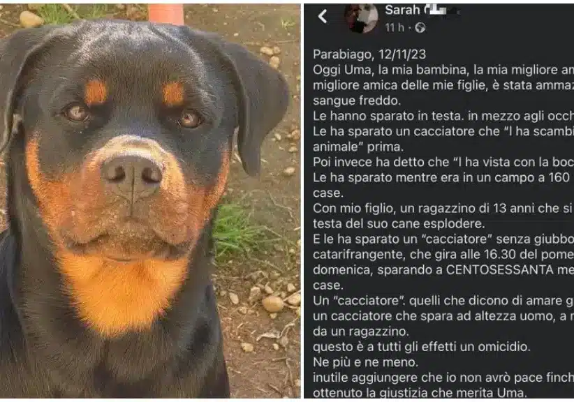 Parabiago. Parla l’avvocato del cacciatore. “Il mio assistito sta subendo un linciaggio mediatico. Ha sparato per stato di necessità”