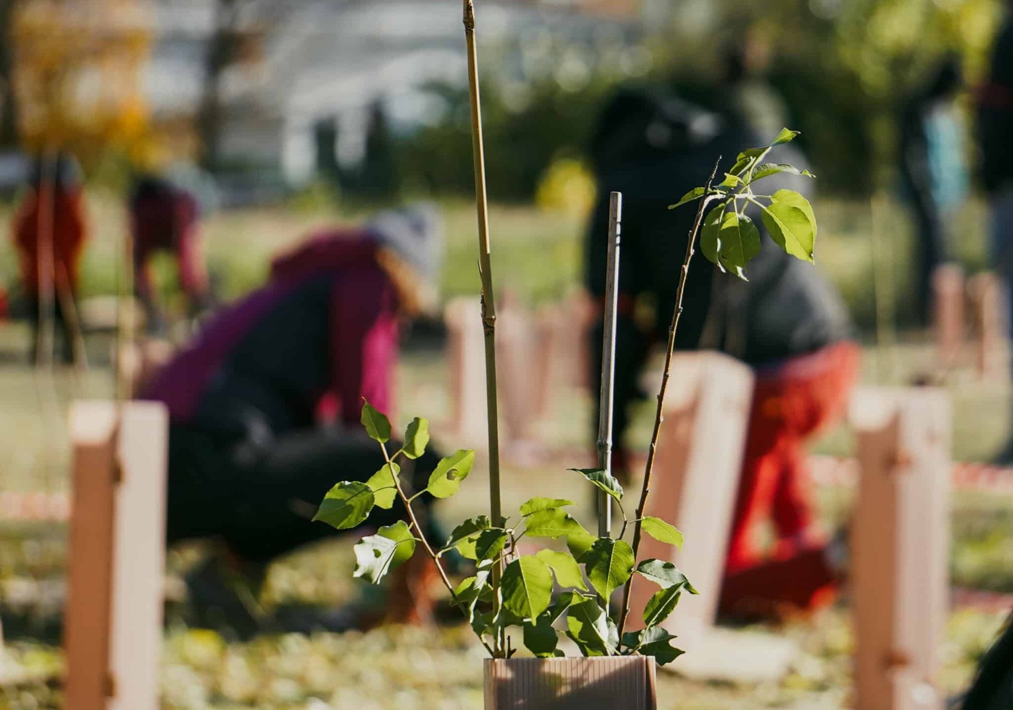 Rosate protagonista di Forestami: 825 nuove piante