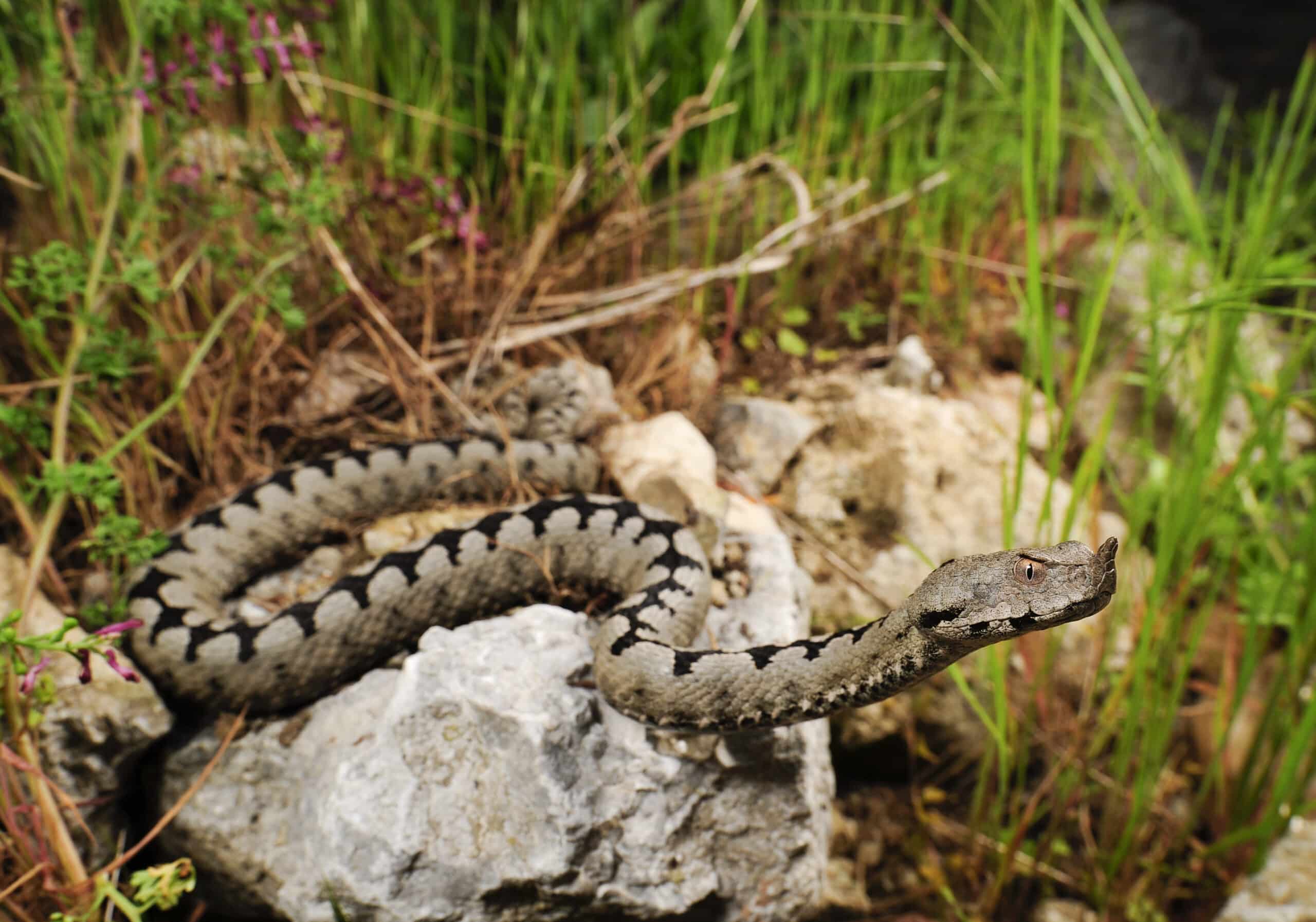 Novarese: morso da vipera ricoverato in codice rosso