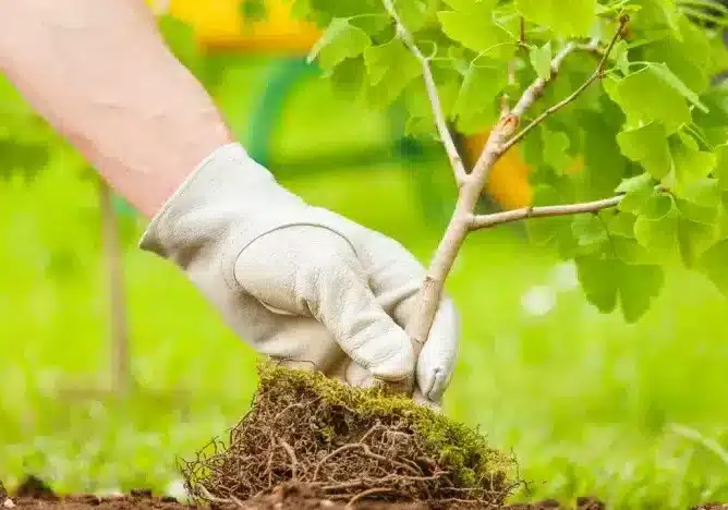 Più alberi a Nerviano grazie al finanziamento di Città Metropolitana nell’ambito del Pnrr