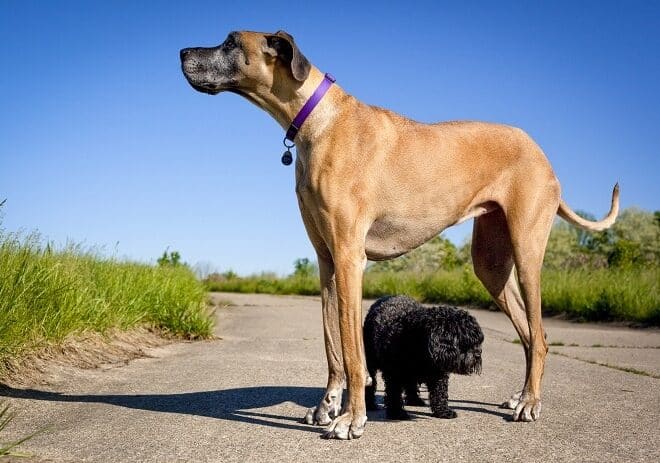 Cane grandi contro grandi piccoli? Ecco chi vive di più