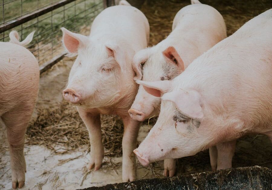 Peste suina che scandalo! Sentite l’Assessore Beduschi: “Il virus in snack cinesi illegali, un fatto gravissimo”