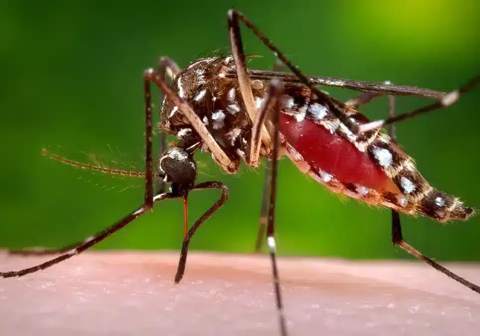 2023: nel Milanese aumentano scabbia e malattie tropicali