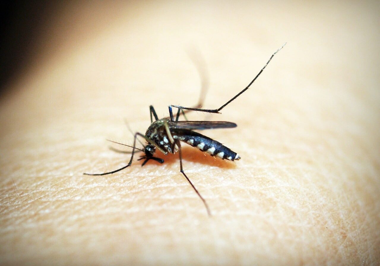 Sospetto caso Dengue a Busto Arsizio: scatta la disinfestazione