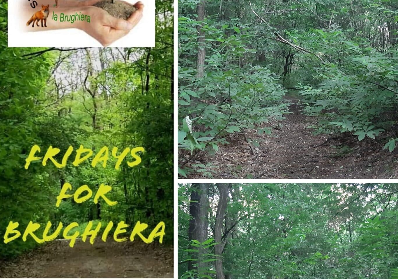 Reti Comitati Malpensa & Coordinamento ‘Salviamo il Ticino”: “Sulla difesa della Brughiera si spacca il consiglio direttivo del Parco”