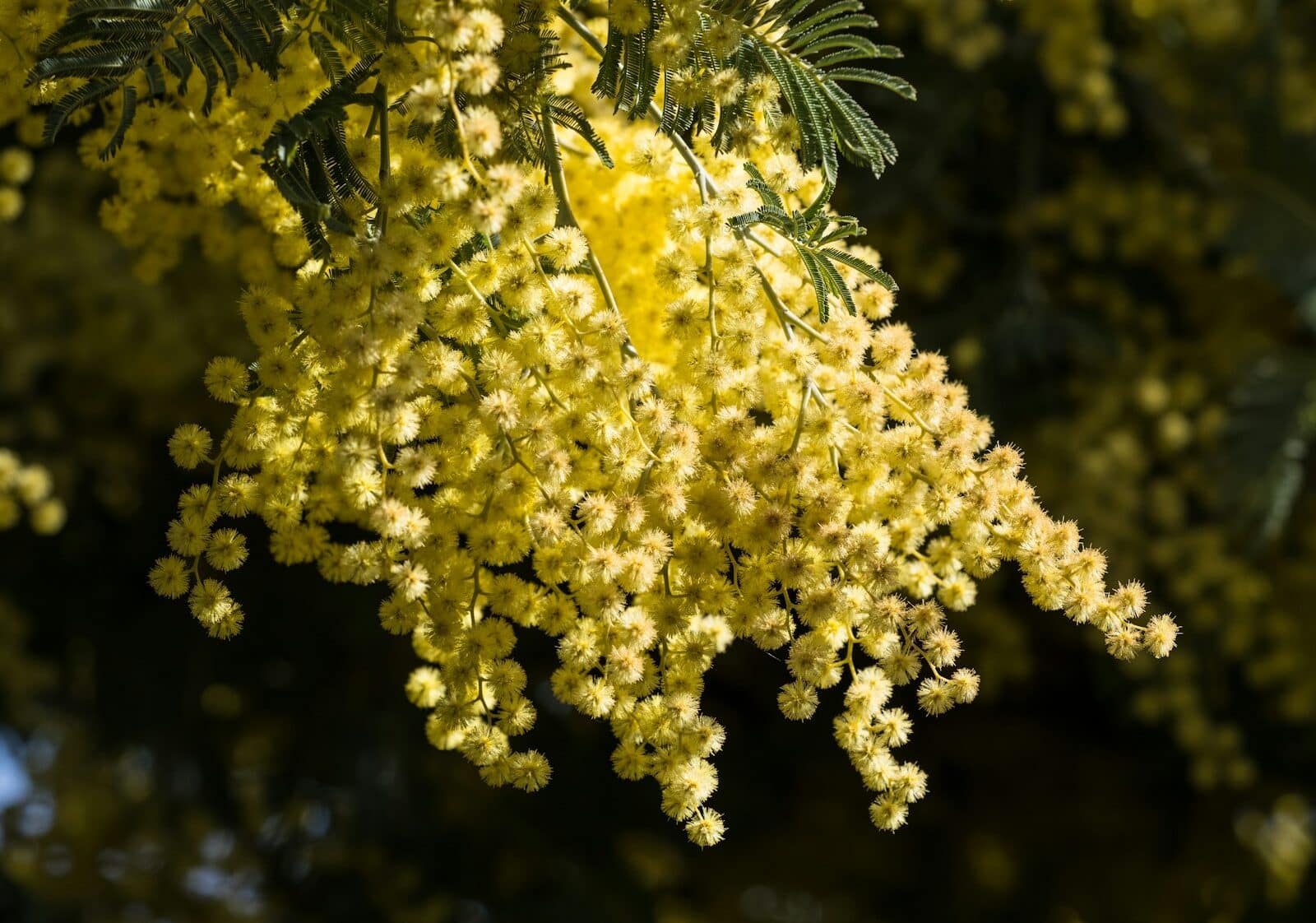 8 marzo: Coldiretti, 4 italiani su 10 regalano fiori e mimose