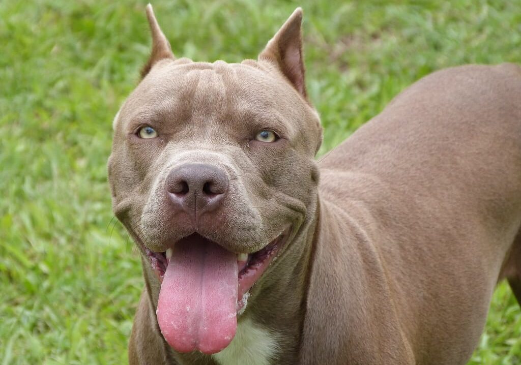 Pavia, azzannata dal pitbull degli amici: 50mila euro di risarcimento
