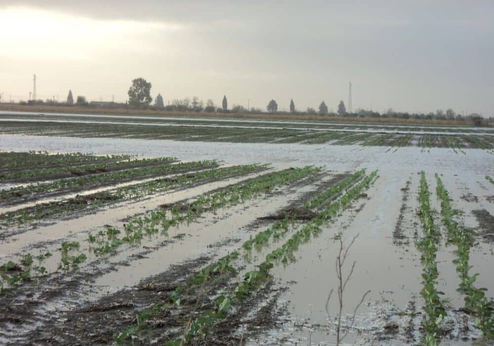 Coldiretti Lombardia: campi allagati, semine in tilt