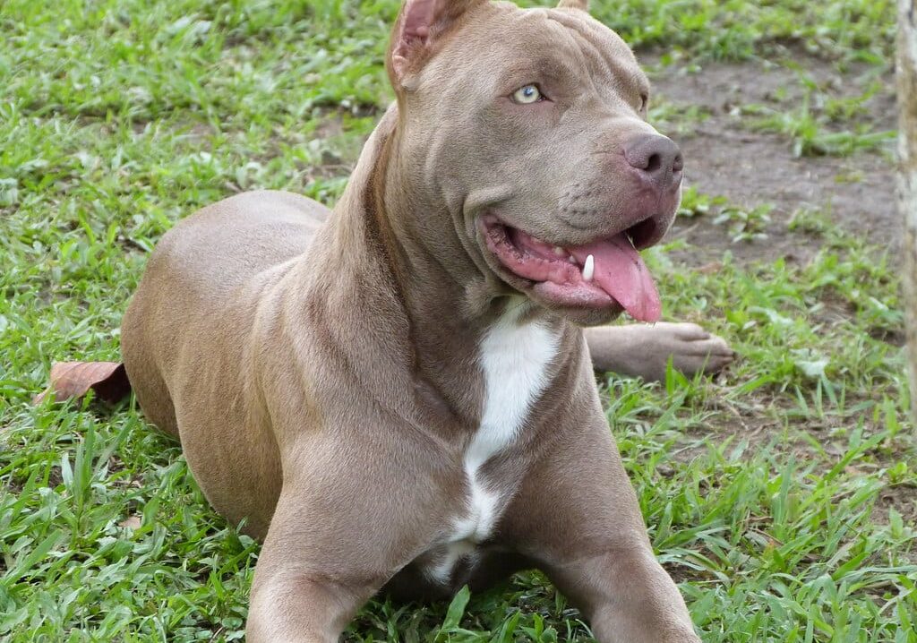 Bimba azzannata a Sesto da pitbull, Oipa: vittima delle mode