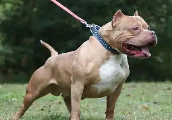 Milano: bambina di due anni azzannata da un pitbull, e’ grave