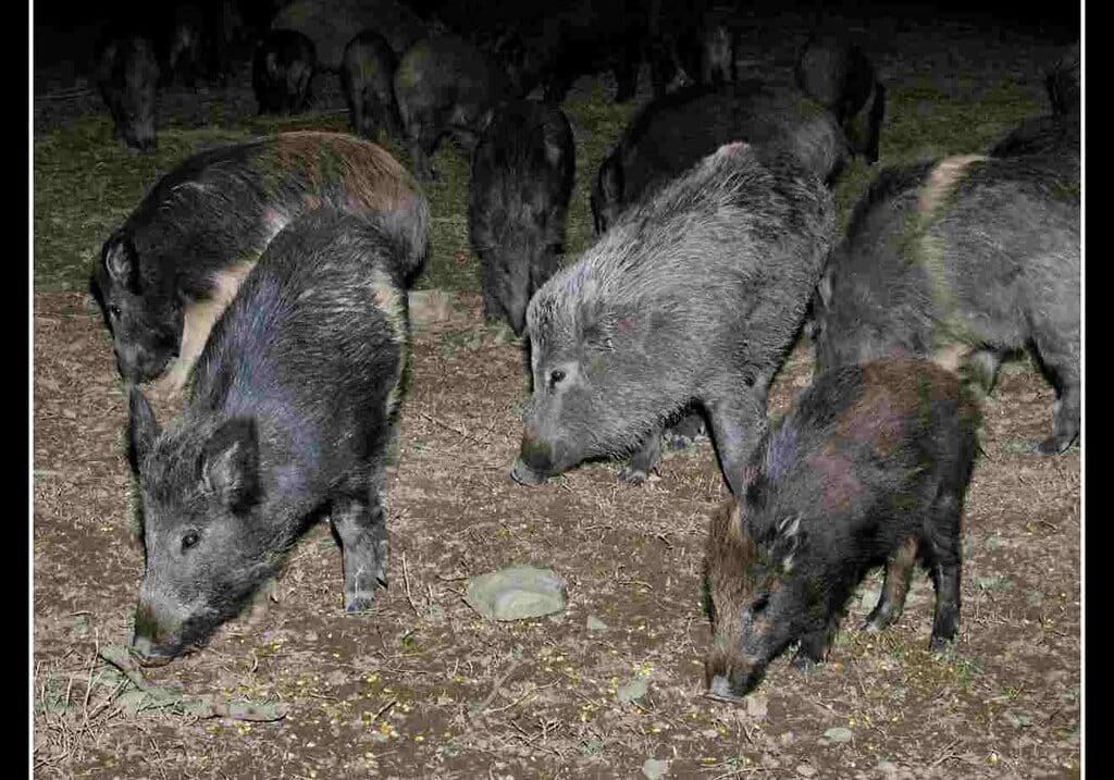 Milano: Coldiretti, agricoltori in piazza Duca d’Aosta esasperati da piccioni, nutrie e cinghiali. Le testimonianze dei nostri ‘Paisan’