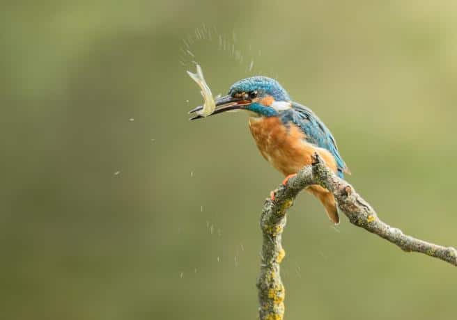 Alla Centrale dell’Acqua di Milano una mostra dedicata alla Biodiversità