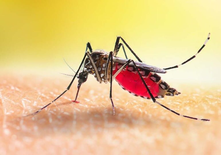 Zanzare Dengue torna la paura: segnalato un caso ad Arconate