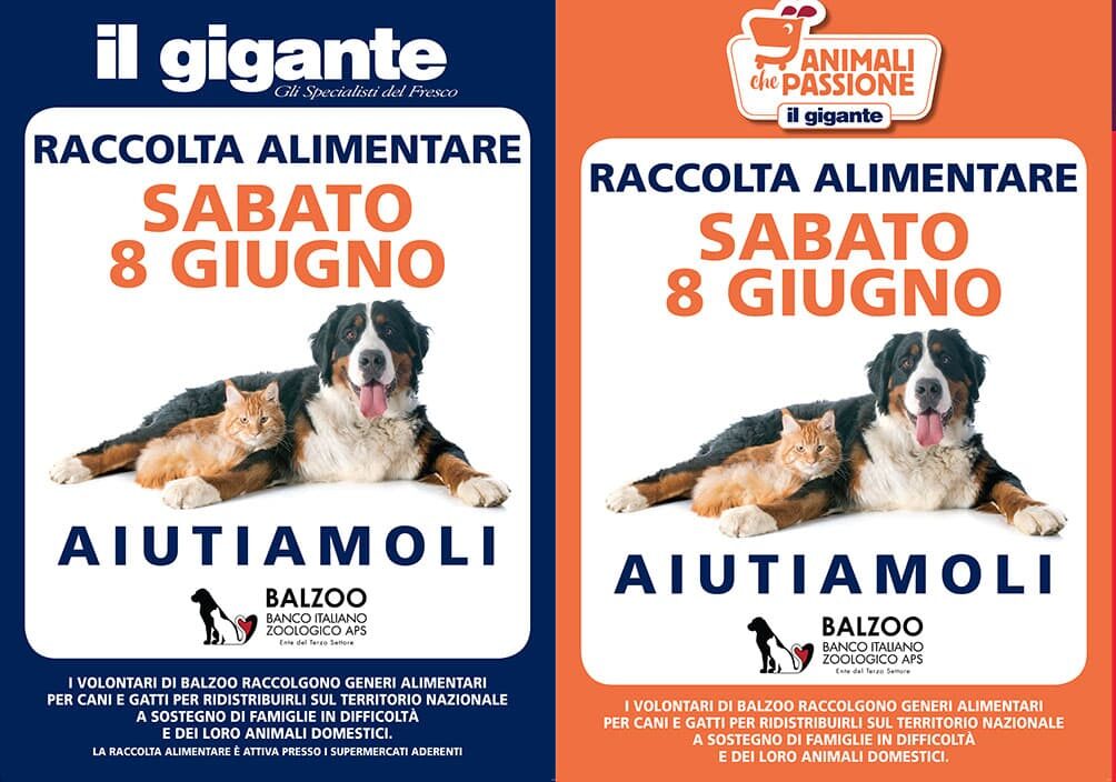 Balzoo e Gigante: oggi raccolta cibo per cani e gatti