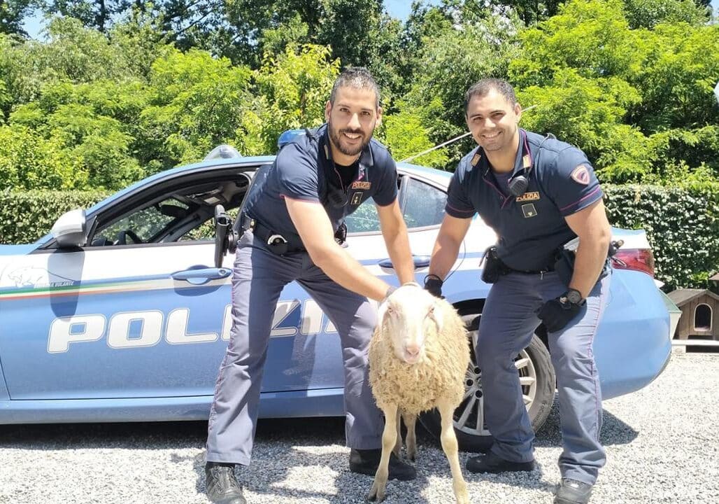Galliate-Novara: Tangenziale bloccata.. da una pecora