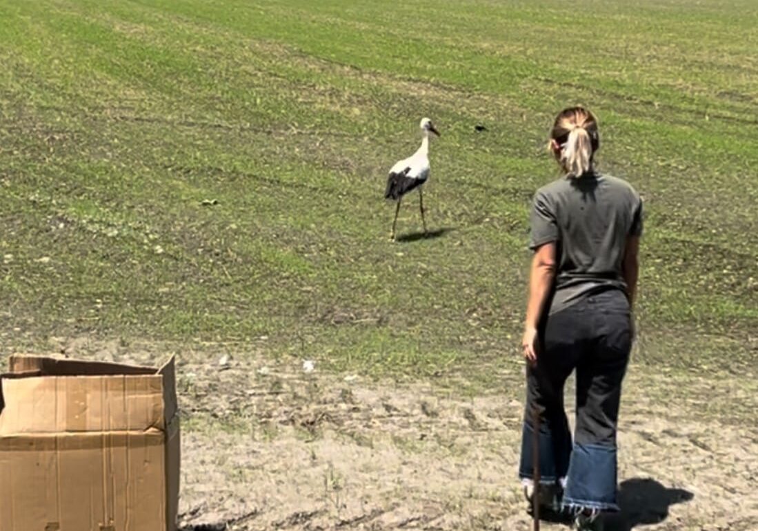 Torna a volare nel Parco del Ticino la cicogna ferita da un’arma da fuoco