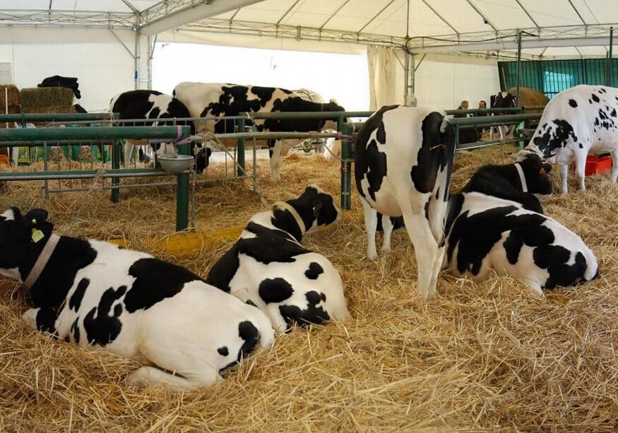 Anche le mucche soffrono l’afa: 15 per cento in meno di latte in Lombardia