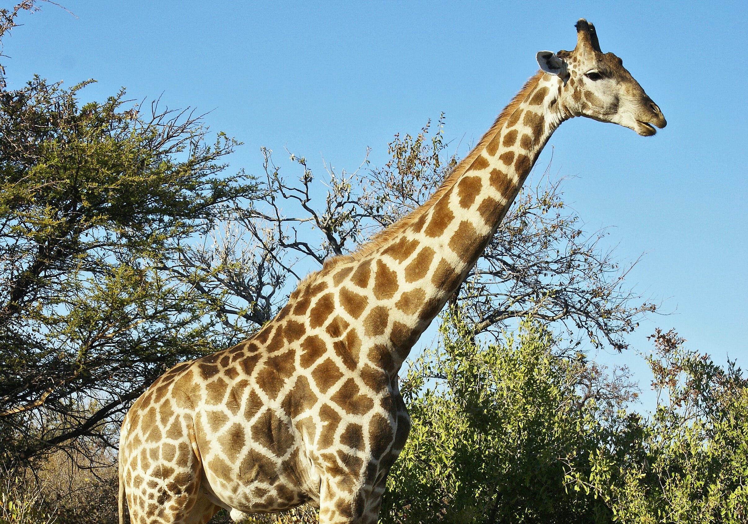 A Varallo Pombia nato cucciolo di giraffa