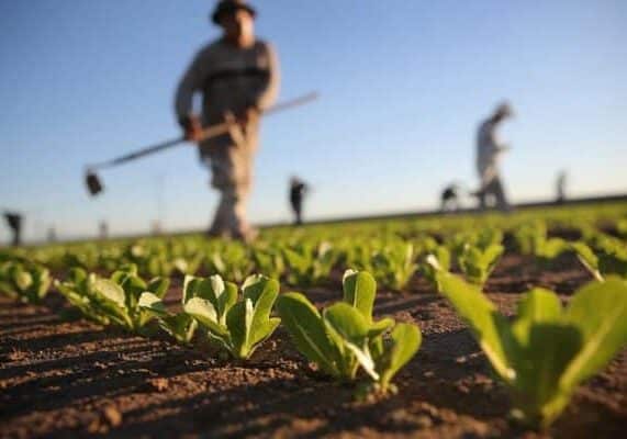 Ripristino natura, Zamperini (Fdi): Unione Europea contro i nostri agricoltori