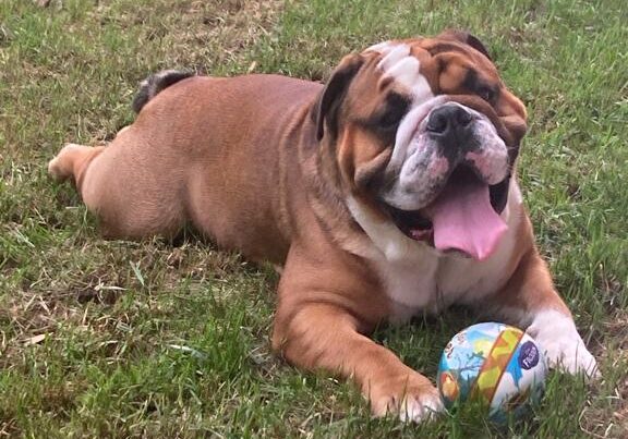 Cani, gatti e pesci. In Italia un giro d’affari di quasi 7 miliardi  di euro