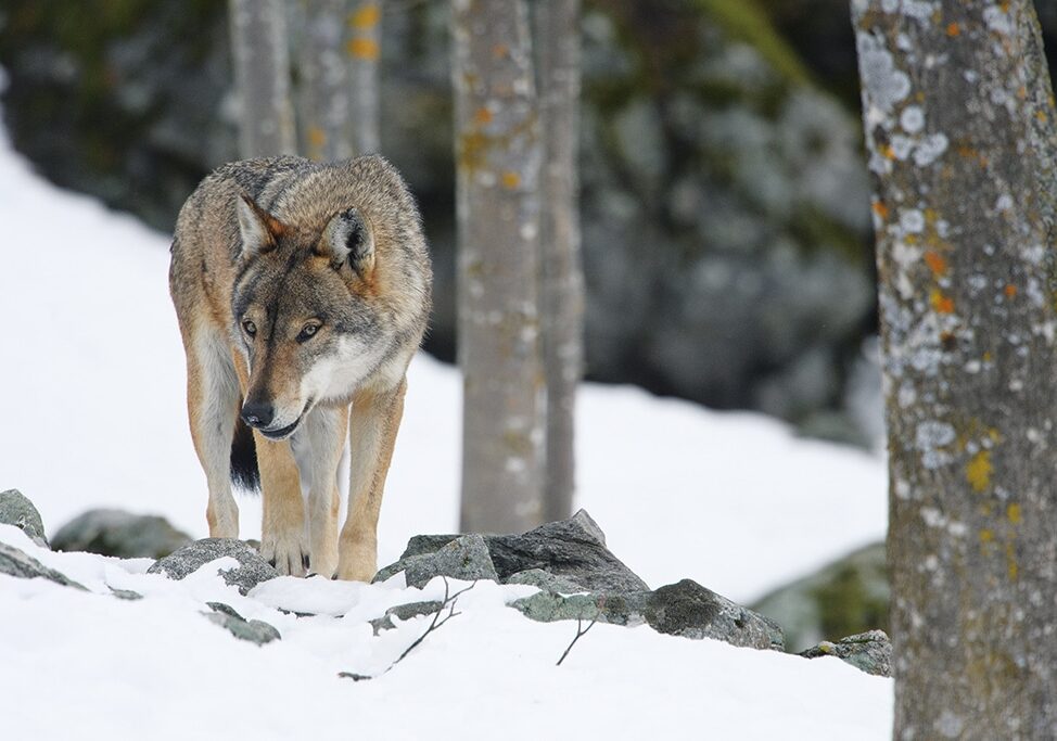 Ambiente.  Sospeso l’abbattimento dei lupi. La Brambilla: ‘Difenderemo sempre questi splendi animali’