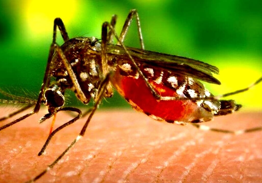 West Nile, 171 casi in Italia
