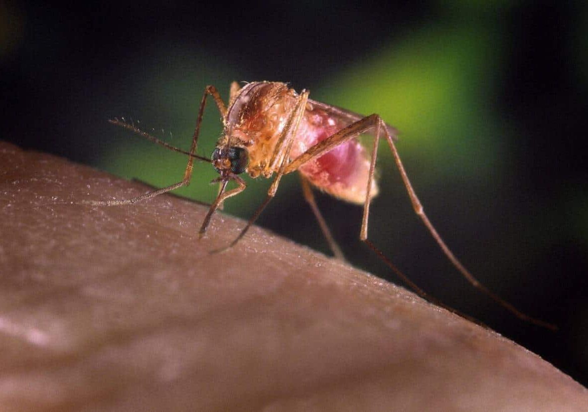 99 casi di West Nile in Italia, 4 morti