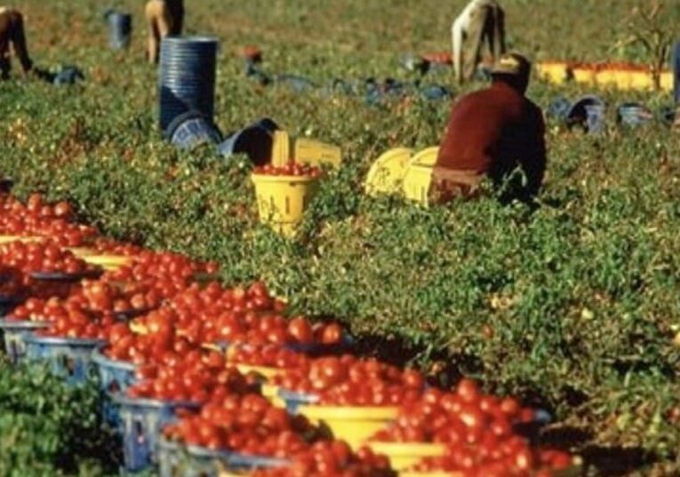 Caporalato agricolo, 5 denunce a Pavia