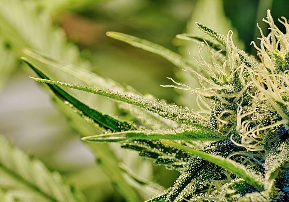 Besate, la Gdf scopre 240 chili di cannabis