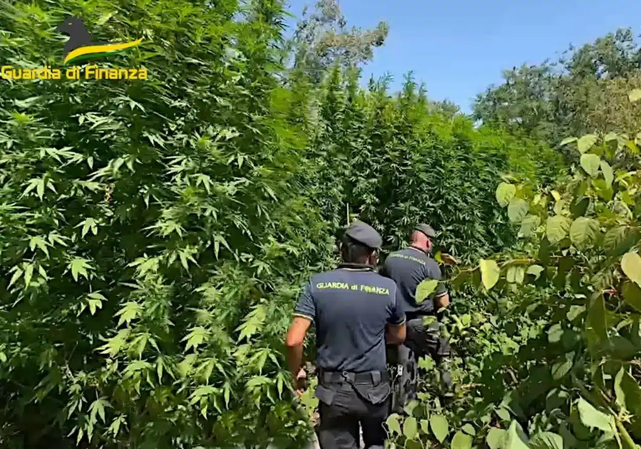 Pavia, piantagione di cannabis da 1 milione scoperta dalla GDF