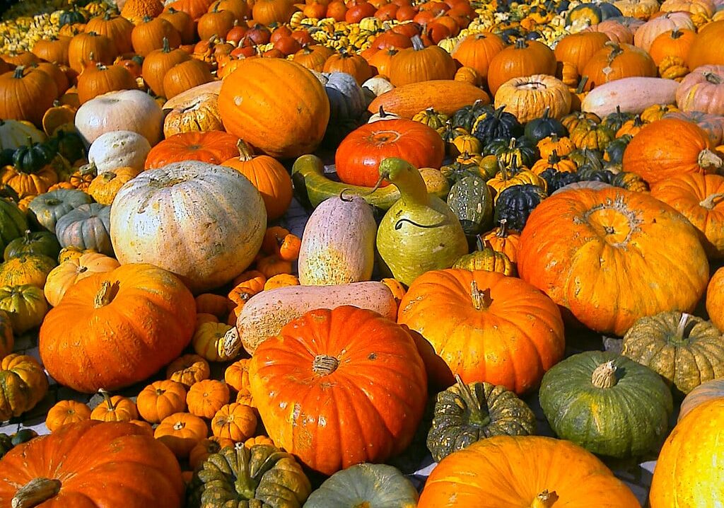 Verso Halloween: 30 per cento in meno di zucche in Lombardia