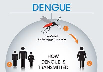 Dengue, 667 casi in Italia