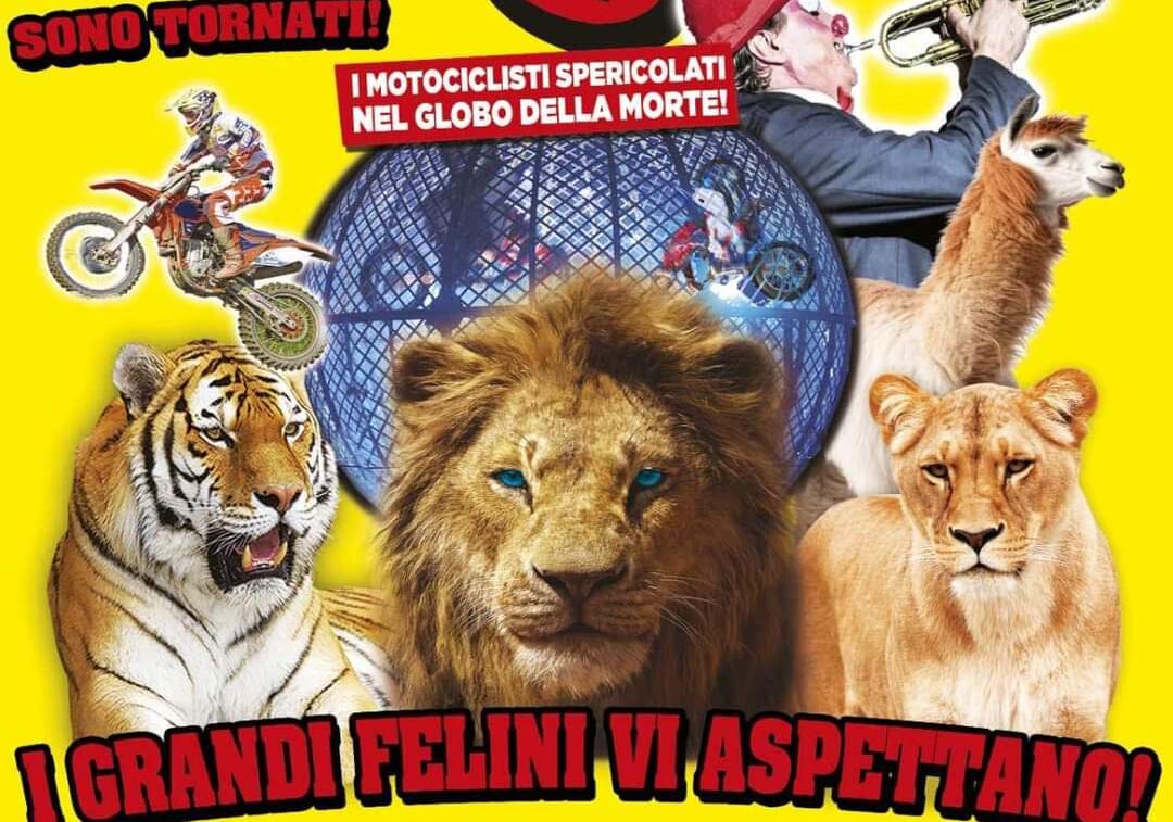 A Vittuone torna il Circo: è il Greca Orfei, con il motociclista più giovane in Europa