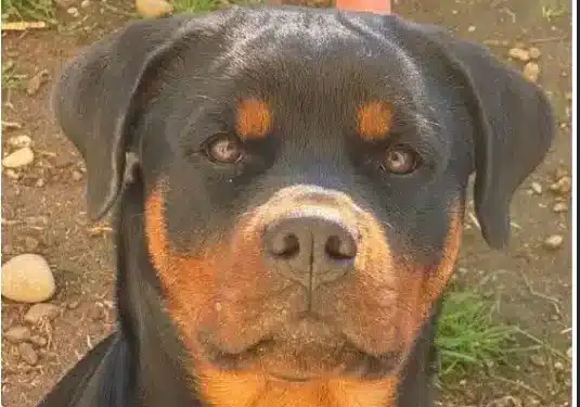 Vigevano, 19enne morsicato da cane