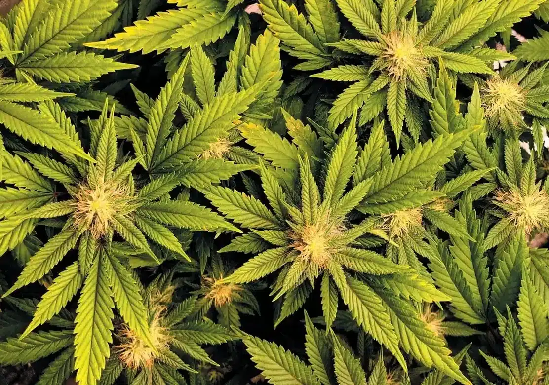 Marjuana, prima droga in Italia. A seguire cocaina