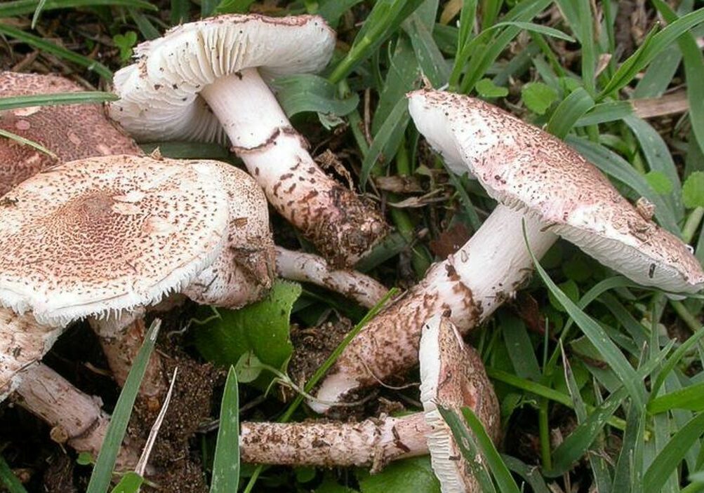 Busto Arsizio: mangiano funghi velenosi, morto 92enne, moglie di 88 in terapia intensiva