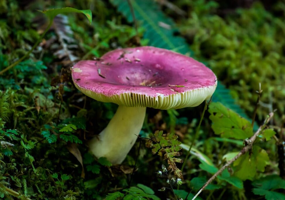 Funghi killer, già quattro morti: i consigli dell’esperto