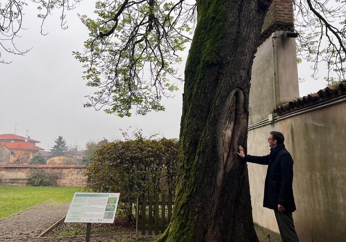 La Giornata dell’Albero e l’impegno del Parco del Ticino