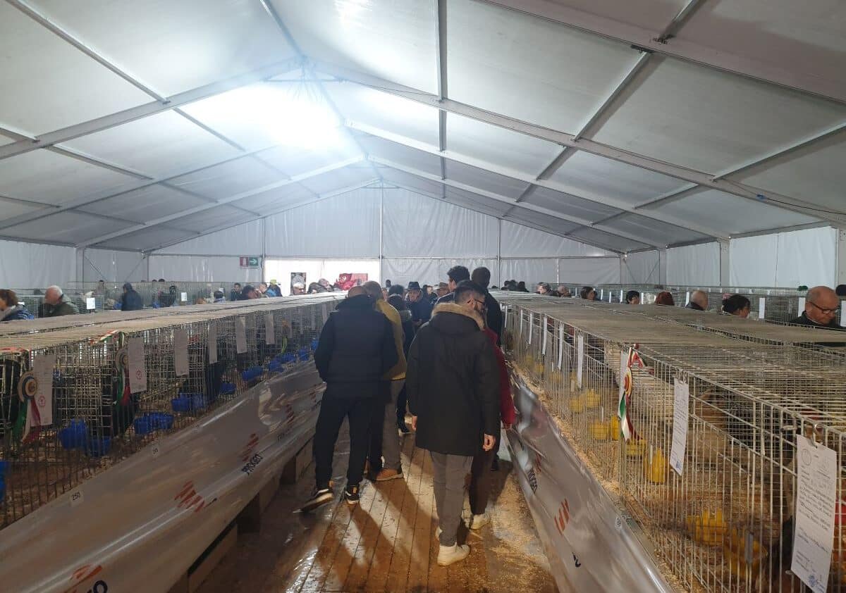 I polli più belli alla Fiera di Inveruno, dalla gallina della Ritirata a quella dell’Araucana
