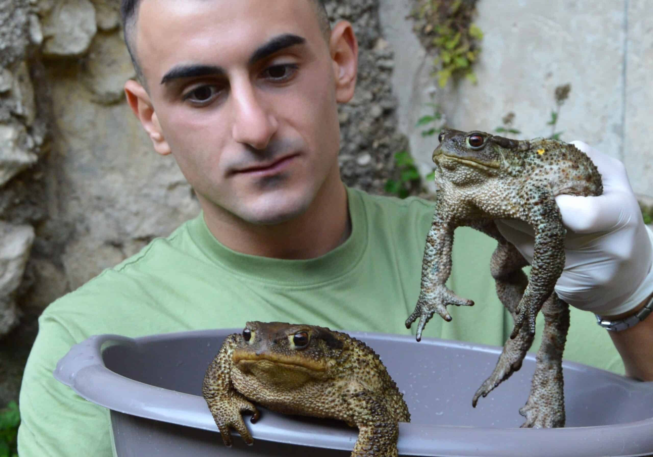 L’appello di Sebastian Colnaghi per proteggere gli anfibi in Piemonte