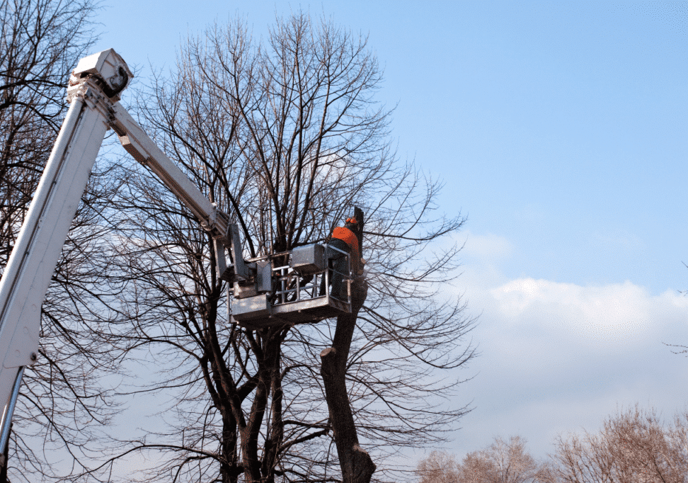 Programmati numerosi interventi sul patrimonio arboreo trecatese
